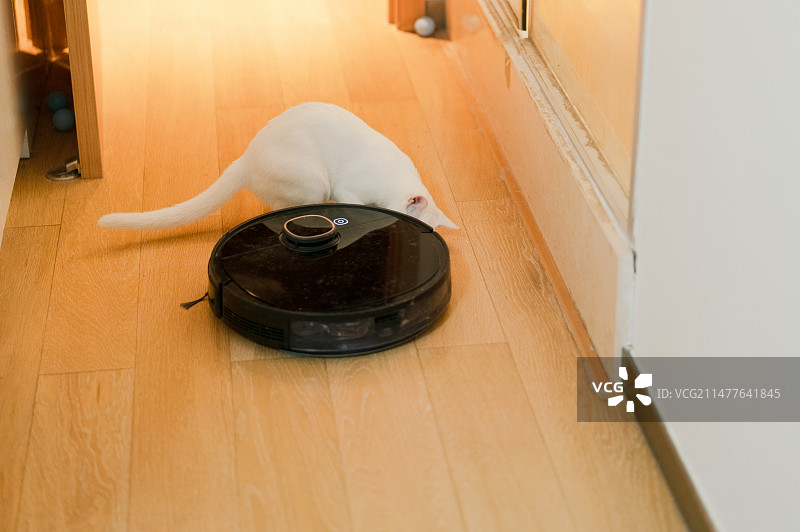 猫阻挡扫地机器人清洁图片素材