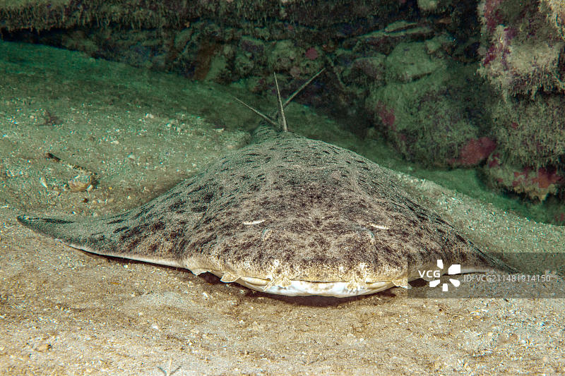 欧洲西班牙加那利群岛富埃特文图拉岛东大西洋，躺在礁壁岩礁阴影下的沙质海床上的安康鱼(Squatina Squatina)的正面视图图片素材