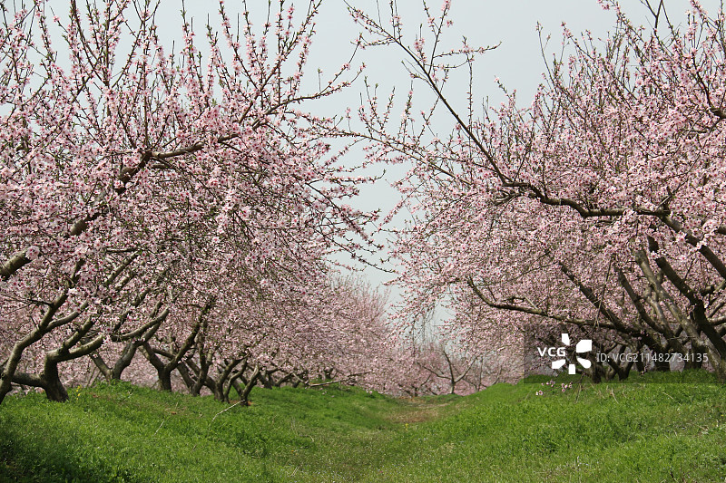 春天安徽合肥三十岗桃花盛开图片素材