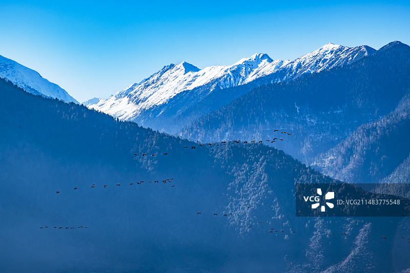 飞过雪山的鸟群图片素材