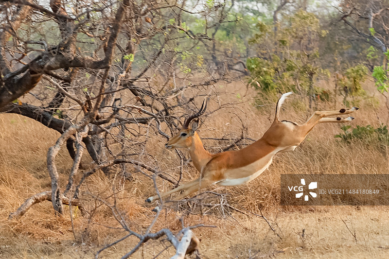 黑斑羚(黑斑羚)，雄性奔跑，赞比亚Kafue国家公园图片素材