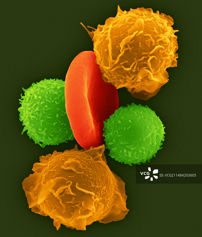 中性粒细胞，t淋巴细胞和红细胞，扫描电镜图片素材