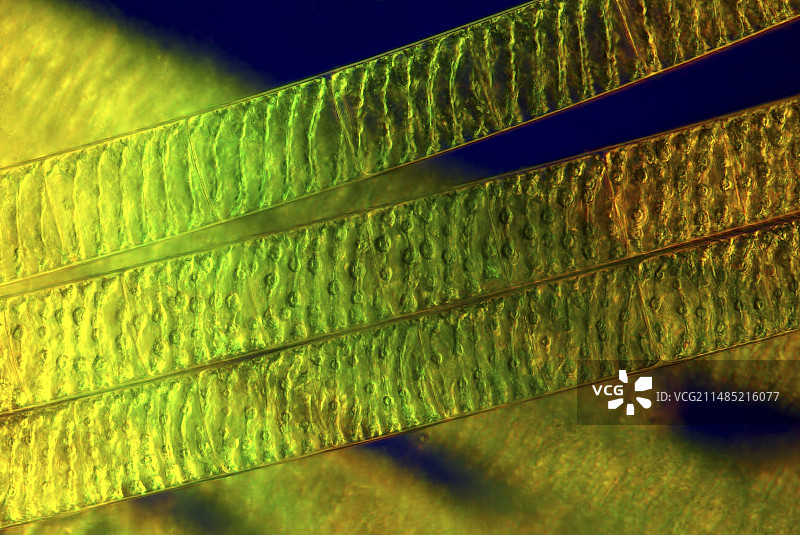 螺旋藻，光学显微照片图片素材