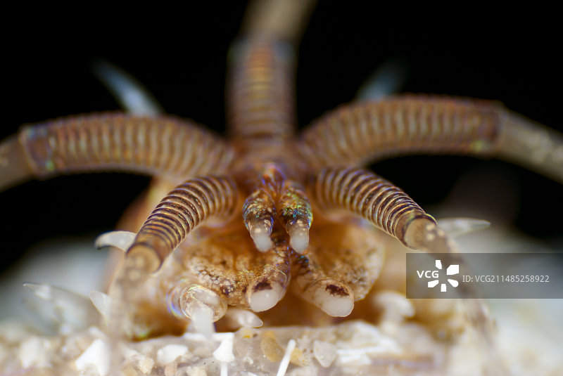 多毛纲海洋蠕虫图片素材