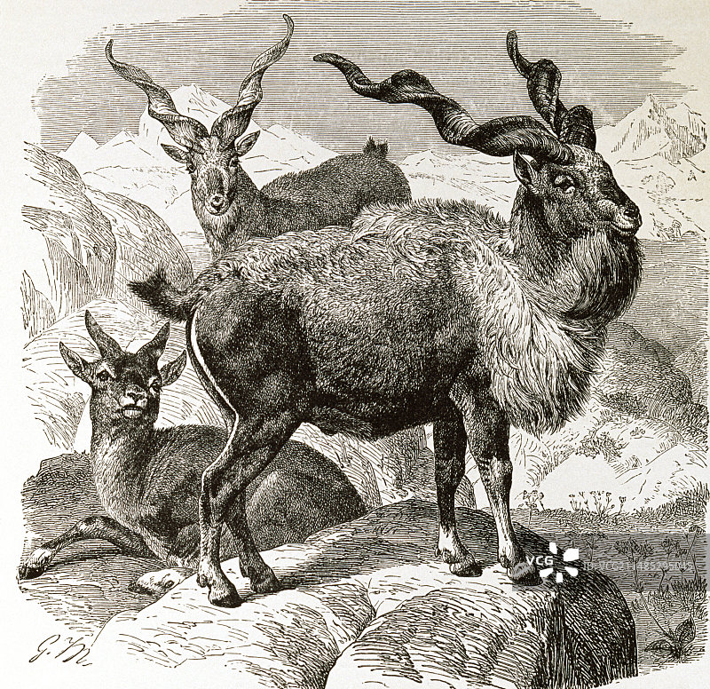 马克霍尔山羊，19世纪的艺术品图片素材