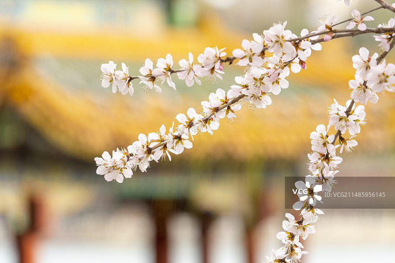 春天北海公园五龙亭旁盛开的山桃花特写图片素材