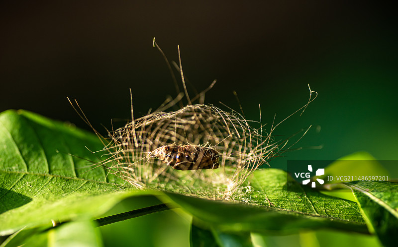 飞蛾的茧房变态发育蜕变图片素材