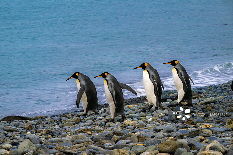 南极王企鹅图片素材