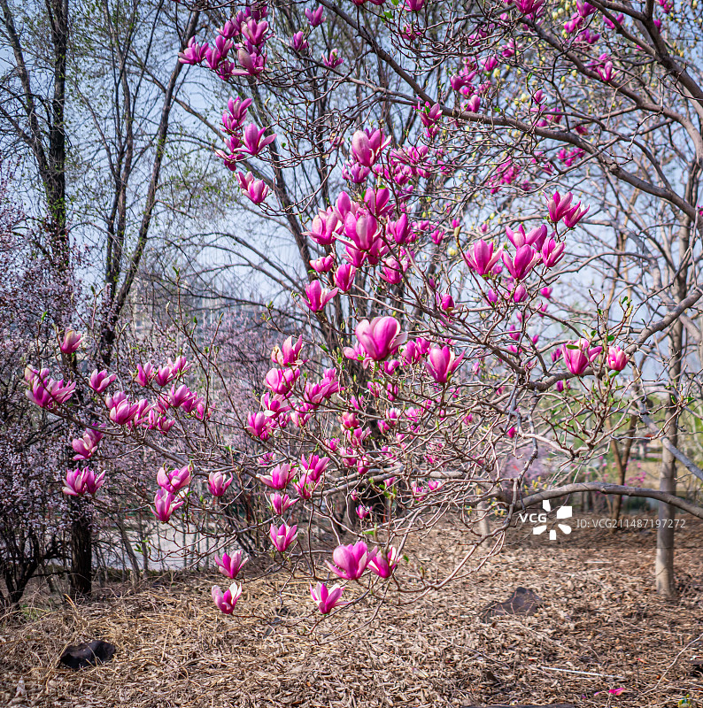 中国野生植物拍摄主题  ,春天的玉兰类栽培植物树木，盛开的白色红色紫色粉色的玉兰花，户外白昼无人图像图片素材