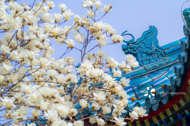北京中山公园玉兰图片素材
