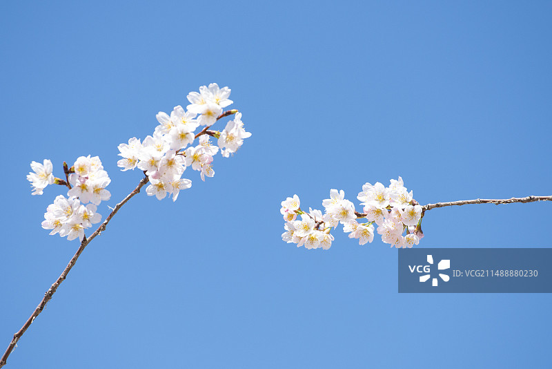 两枝白色微粉色的樱花簇图片素材