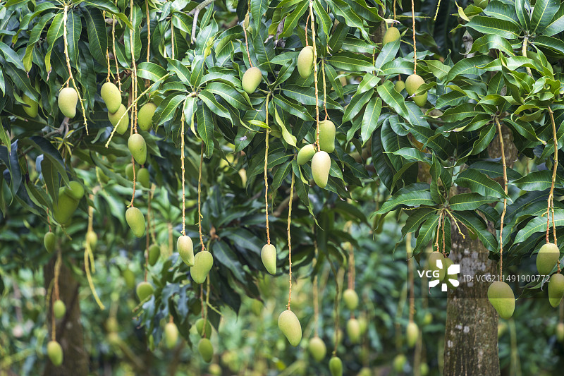 挂在树上的芒果特写镜头图片素材
