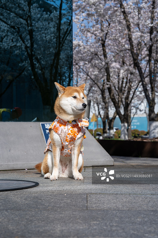 樱花林中的秋田犬图片素材