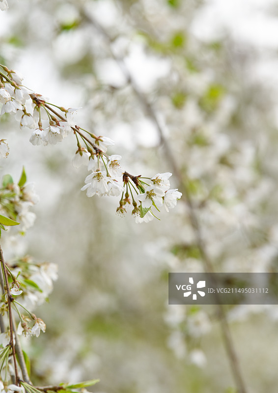北京玉渊潭公园春天白色垂樱花簇全景图片素材
