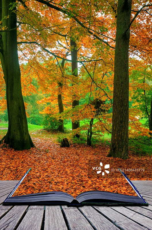 美丽的秋天秋天的森林景色，充满活力的色彩和出色的细节出来在魔法书的页面图片素材