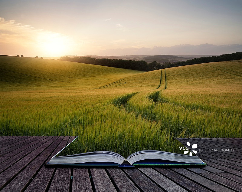 书创意概念页美丽的夏季景观麦田在日落图片素材