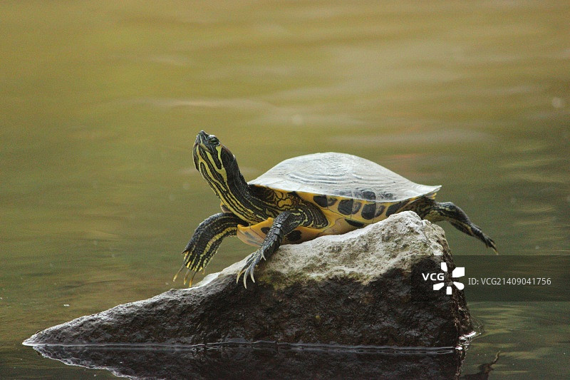 湖中岩石上的乌龟特写镜头图片素材