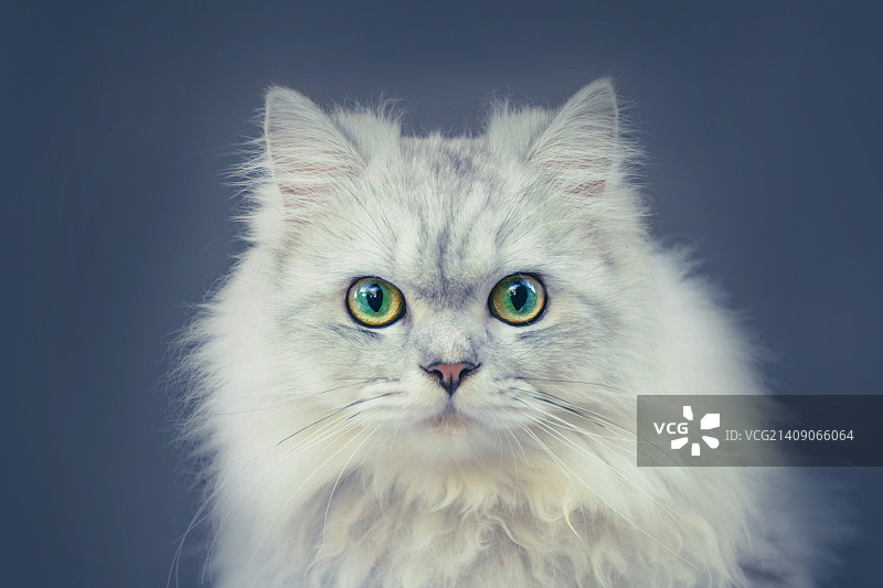 钦奇利亚猫肖像图片素材