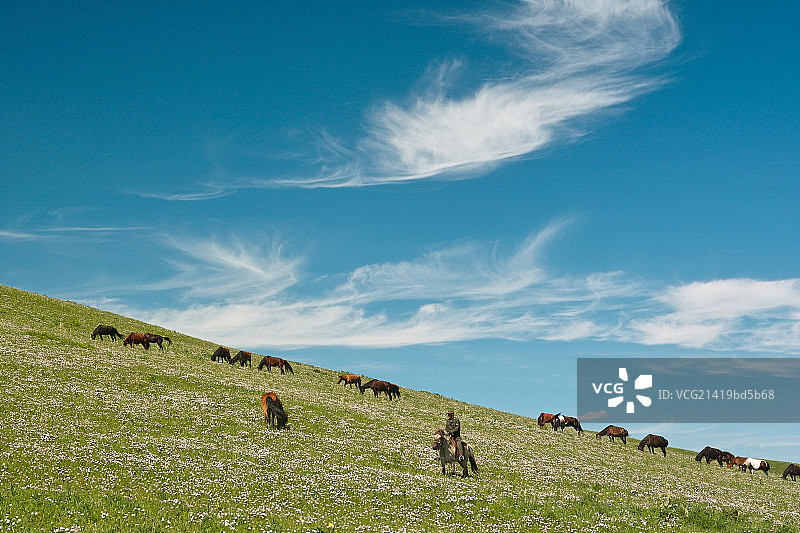 Horses on the grassland图片素材
