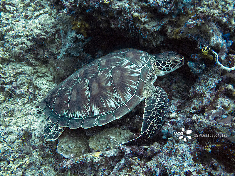 热带青海龟图片素材