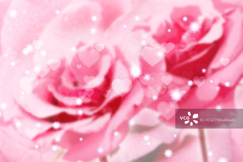 粉色玫瑰花图片素材