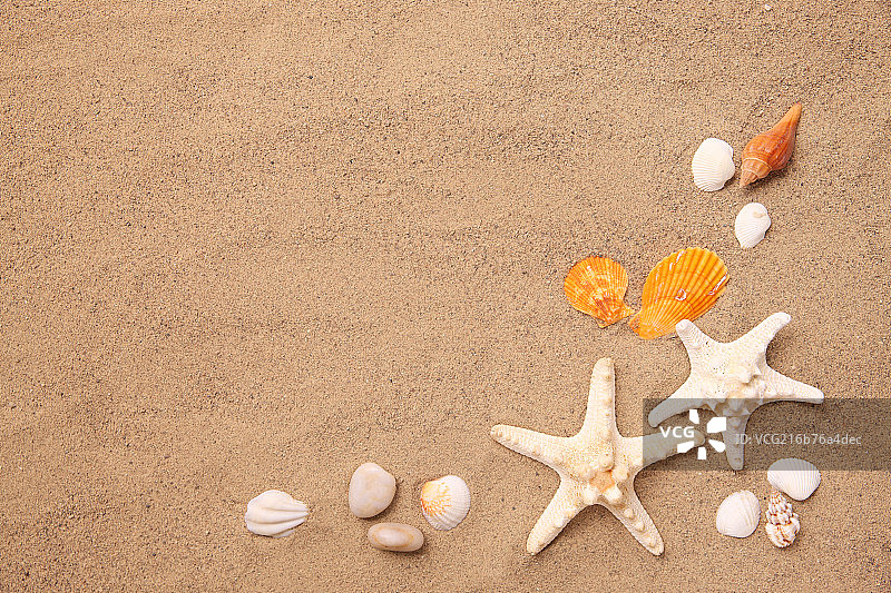 沙滩贝壳图片素材