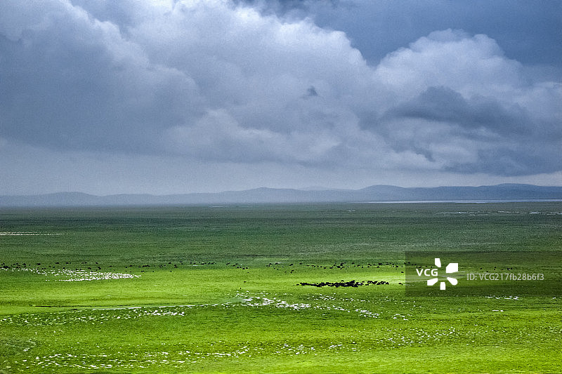 青藏高原若尔盖花湖湿地夏季景观图片素材
