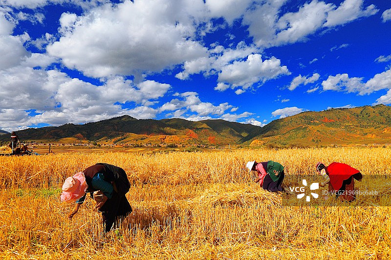 收割稻田的西藏农民图片素材