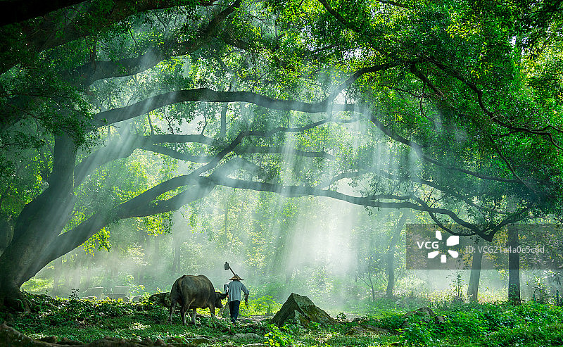 福建霞浦树林中的耕牛和农民图片素材