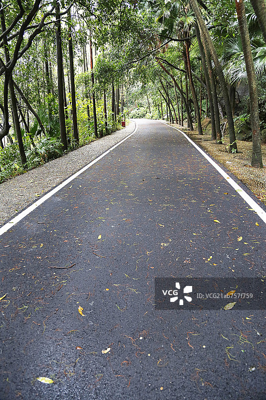 跑步行驶健身概念-森林公园绿色道路图片素材