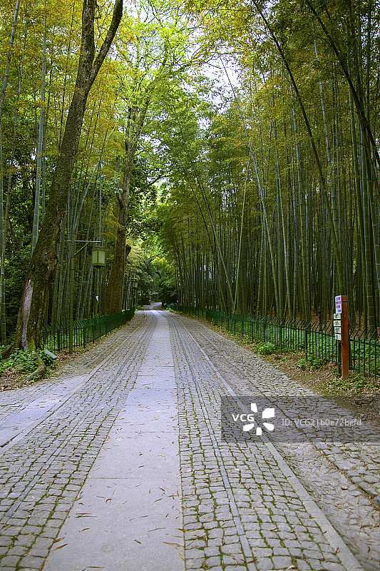 中国南方竹林间的石板路图片素材