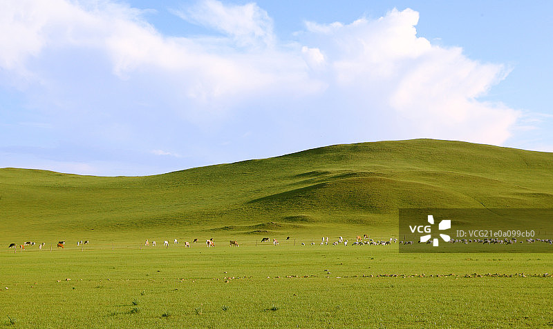 草原上生活的牛群图片素材