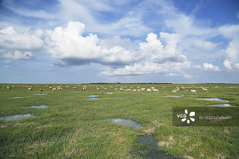 草原蓝天白云环境牧场-科尔沁乌兰毛都草原图片素材
