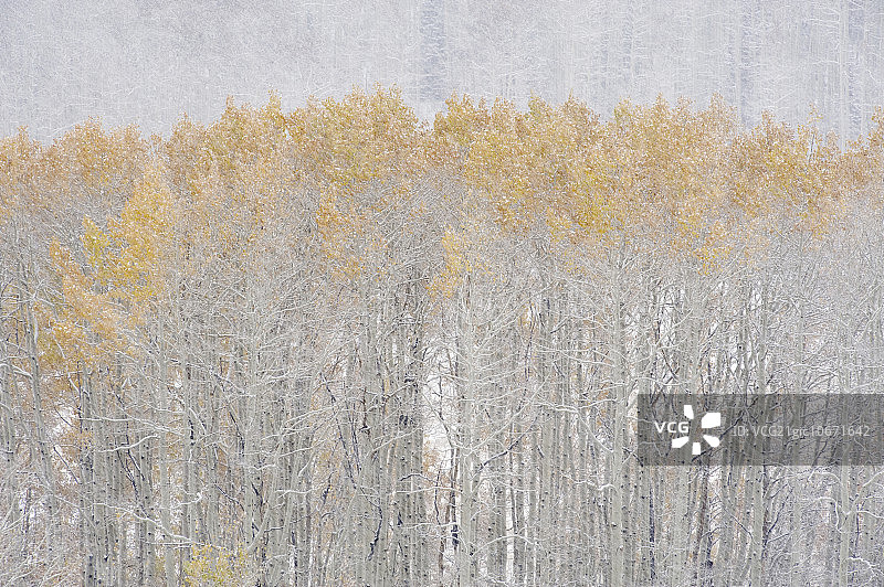 白杨树在秋天下雪的时候生长。犹他州的瓦萨奇山脉。图片素材