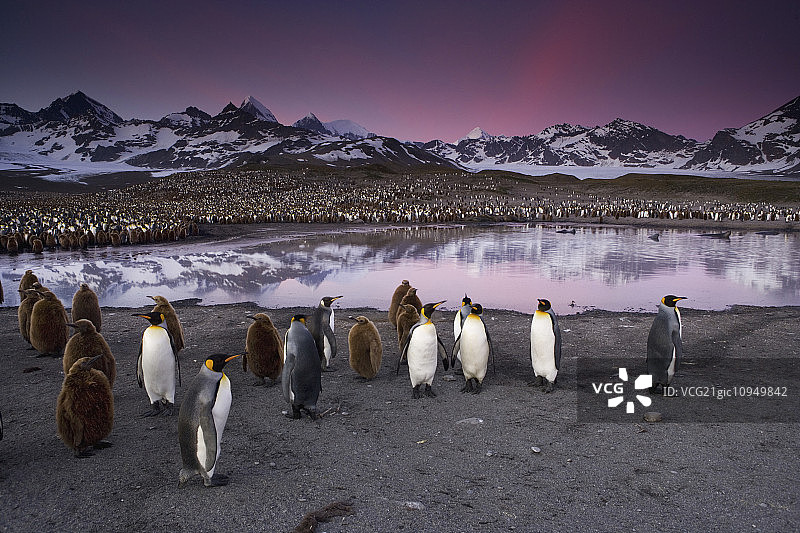 黄昏时分，南乔治亚岛的海滩上，帝企鹅成群结队。图片素材