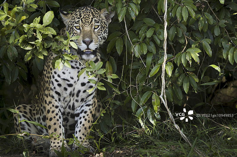 美洲虎，一只年轻的动物在巴西森林的树叶中向外张望图片素材
