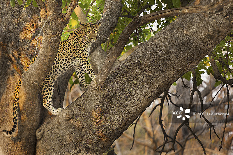 豹，奥卡万戈三角洲，博茨瓦纳图片素材