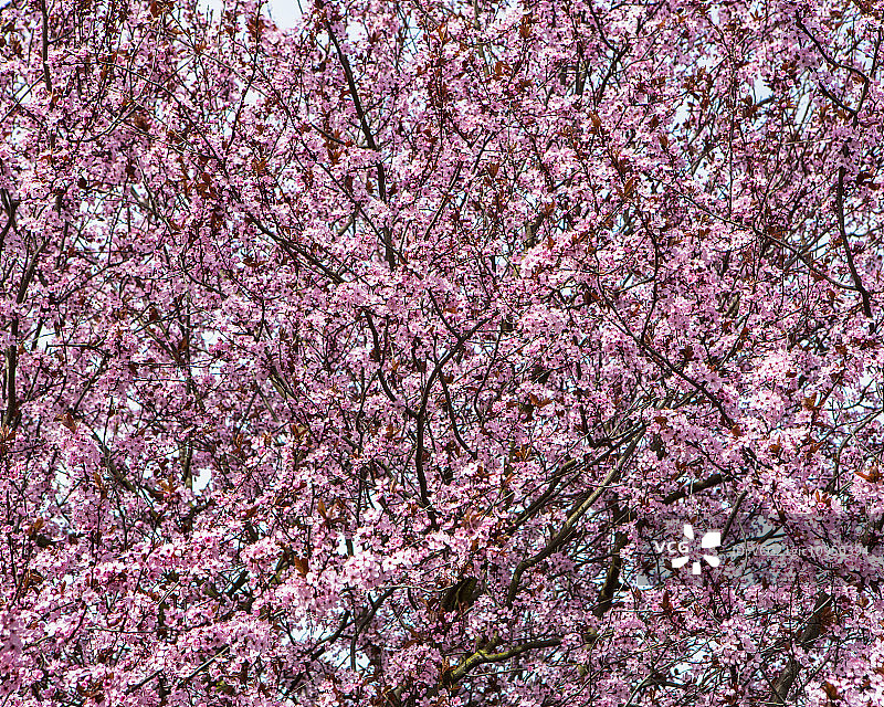 开花观赏梅树。鲜艳的粉红色的花和花在树枝上。春天在西雅图图片素材