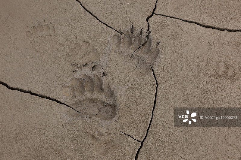 棕熊的足迹，克拉克湖国家公园，阿拉斯加，美国图片素材