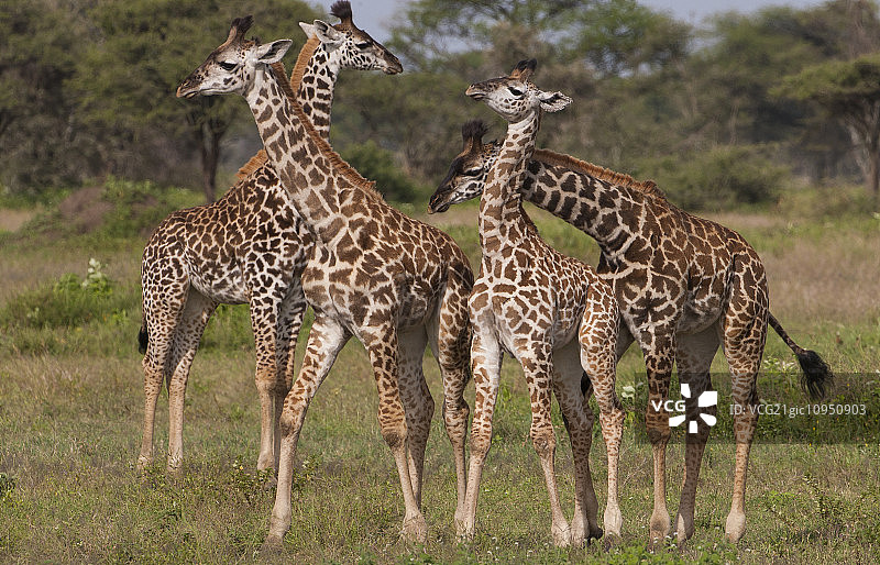 坦桑尼亚塞伦盖蒂国家公园，一小群马赛长颈鹿图片素材
