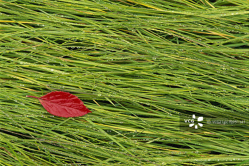 一片鲜红的叶子躺在潮湿的草地上。秋天。图片素材