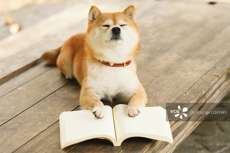 日本柴犬在公园里看书图片素材