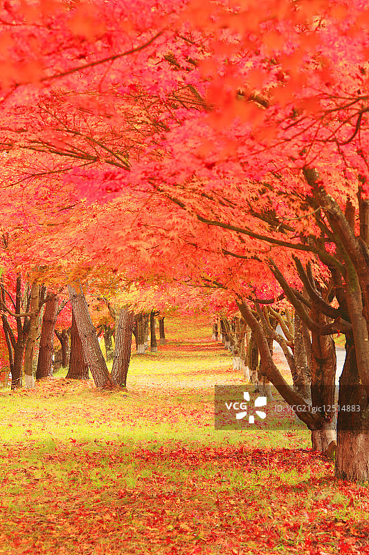 路边长着红色叶子的枫树图片素材