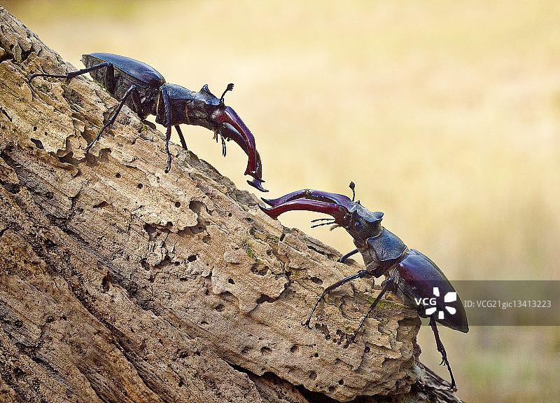 雄甲虫，两只雄甲虫图片素材