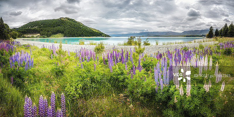 泰卡波湖和鲜花，新西兰图片素材