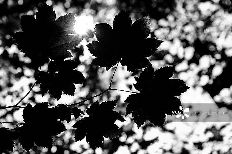 黑色和白色的秋天图片素材