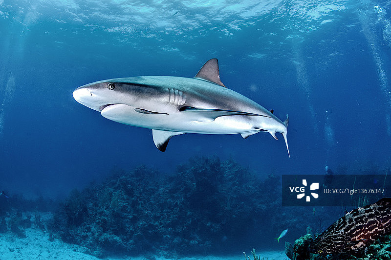 礁鲨鱼,巴哈马群岛图片素材