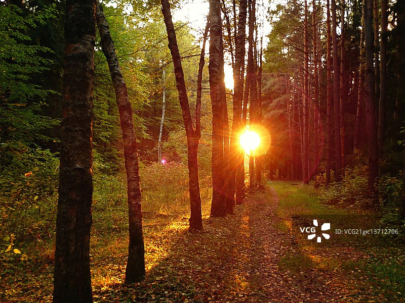 森林在日落时分图片素材