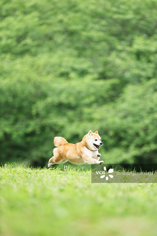 日本柴犬在城市公园的宠物图片素材