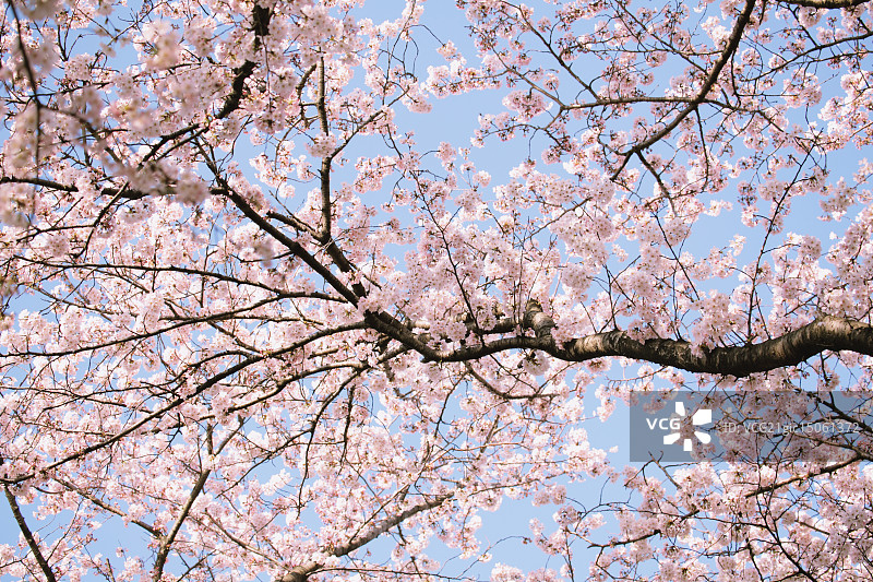 樱花图片素材